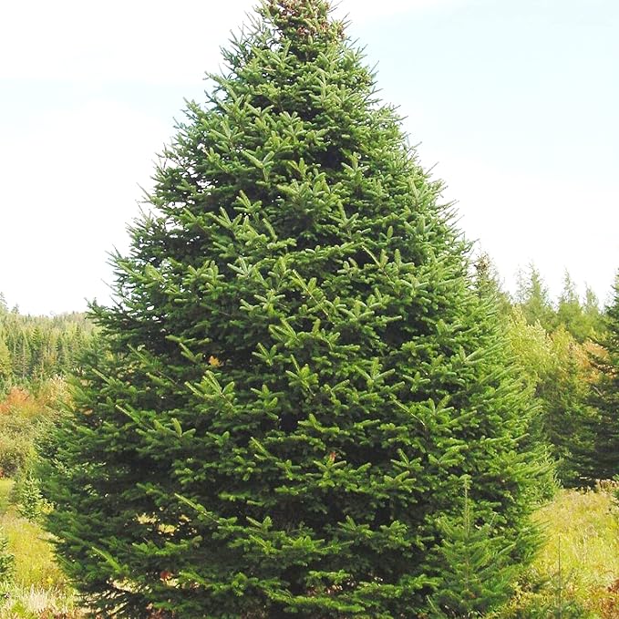 Balsam Fir Seeds – Abies Balsamea, Evergreen Conifer with Aromatic Foliage & Attractive Shape - Image 5