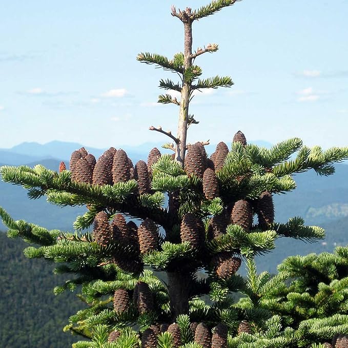Balsam Fir Seeds – Abies Balsamea, Evergreen Conifer with Aromatic Foliage & Attractive Shape - Image 6
