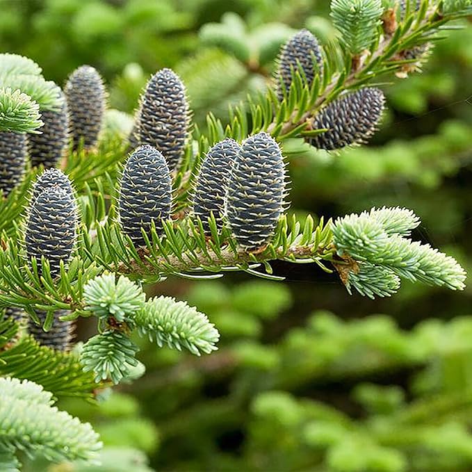Balsam Fir Seeds – Abies Balsamea, Evergreen Conifer with Aromatic Foliage & Attractive Shape - Image 7