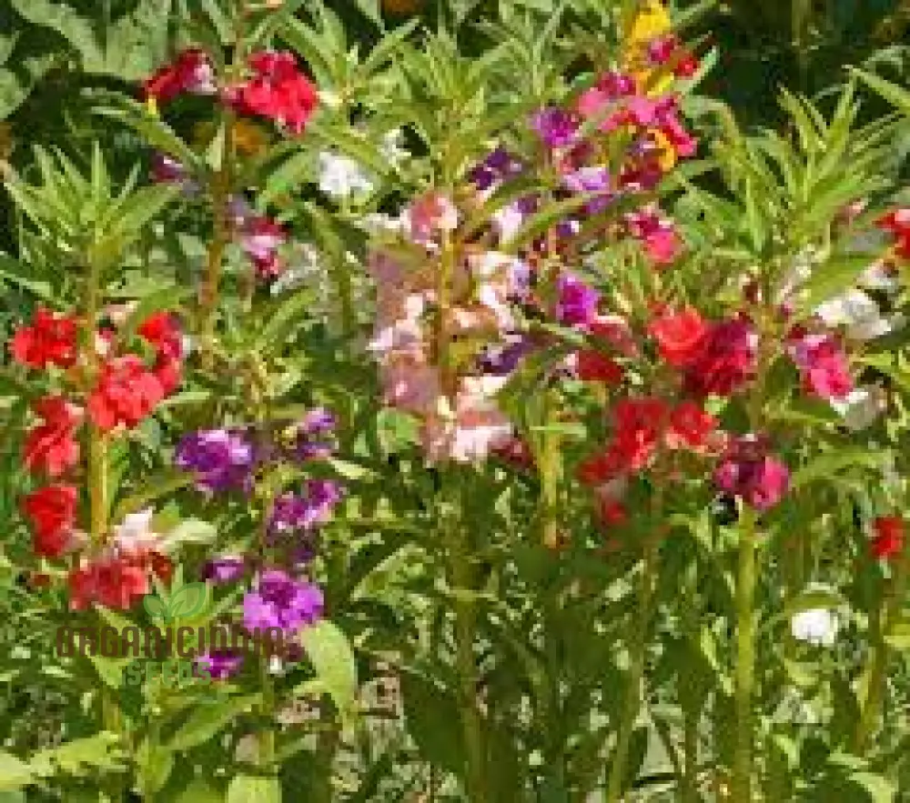 Balsam - Impatiens Balsamina Tom Thumb Mixed Seeds for Gardening | Buy High-Quality Flower Seeds Online for Beautiful Gardens