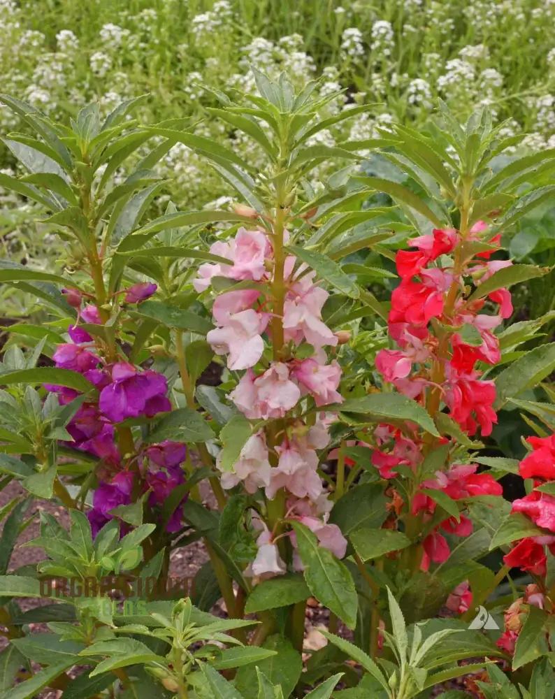 Balsam - Impatiens Balsamina Tom Thumb Mixed Seeds for Gardening | Buy High-Quality Flower Seeds Online for Beautiful Gardens - Image 3