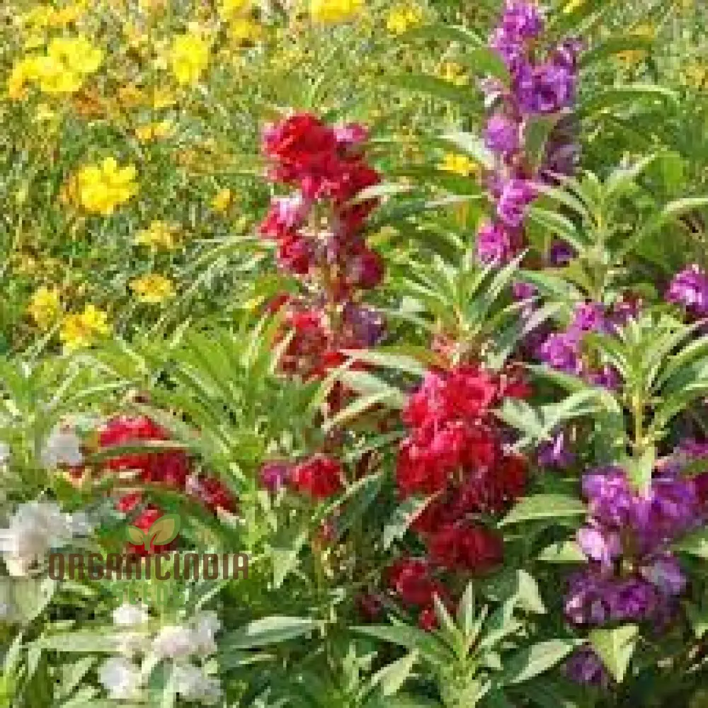 Balsam - Impatiens Balsamina Tom Thumb Mixed Seeds for Gardening | Buy High-Quality Flower Seeds Online for Beautiful Gardens - Image 4