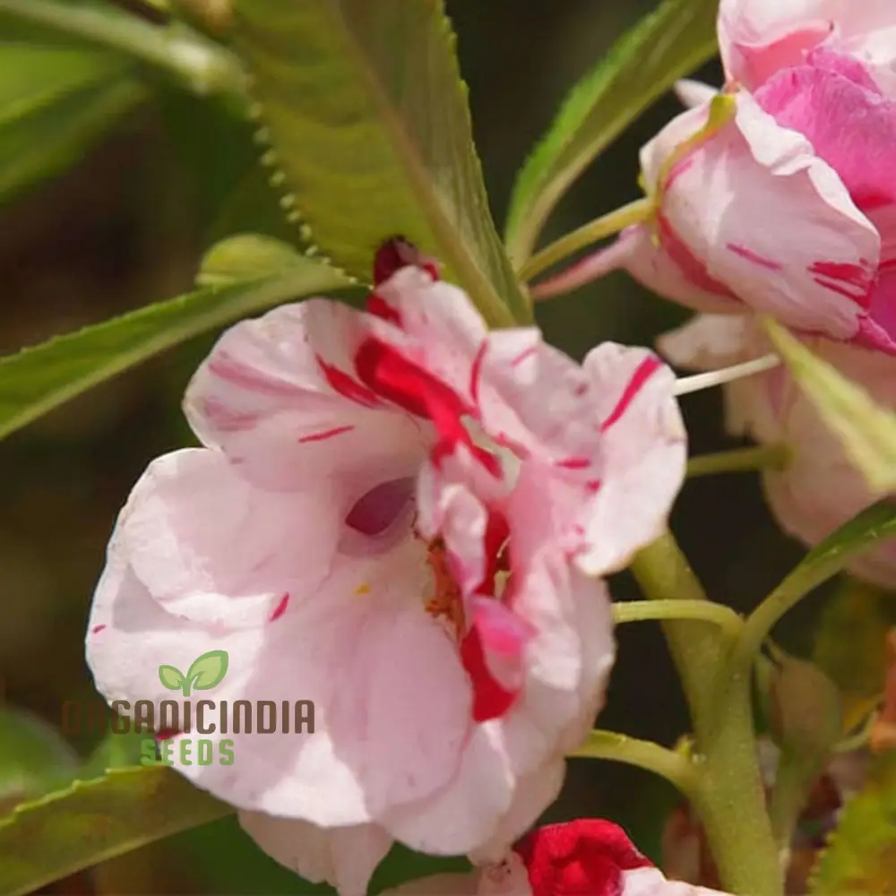 Balsam Single Desi Flower Seeds - Grow Your Own Colorful and Charming Garden Blooms - Image 3