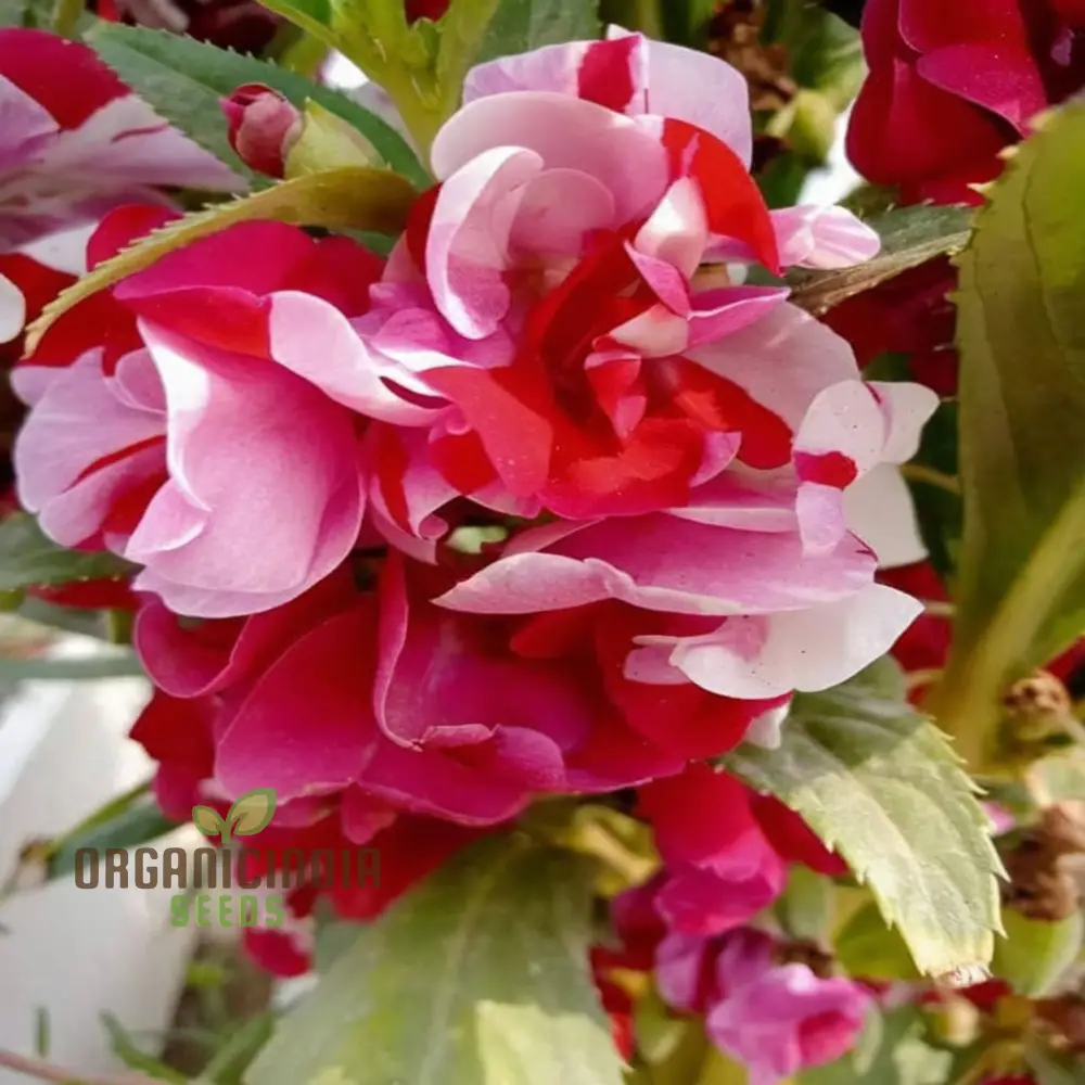 Balsam Single Desi Flower Seeds - Grow Your Own Colorful and Charming Garden Blooms - Image 4