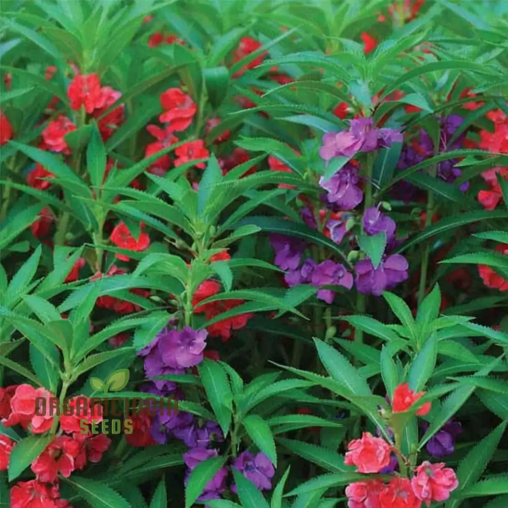 Balsam Tom Thumb Mixed Flower Seeds - Vibrant, Compact Blooms, Perfect for Gardens