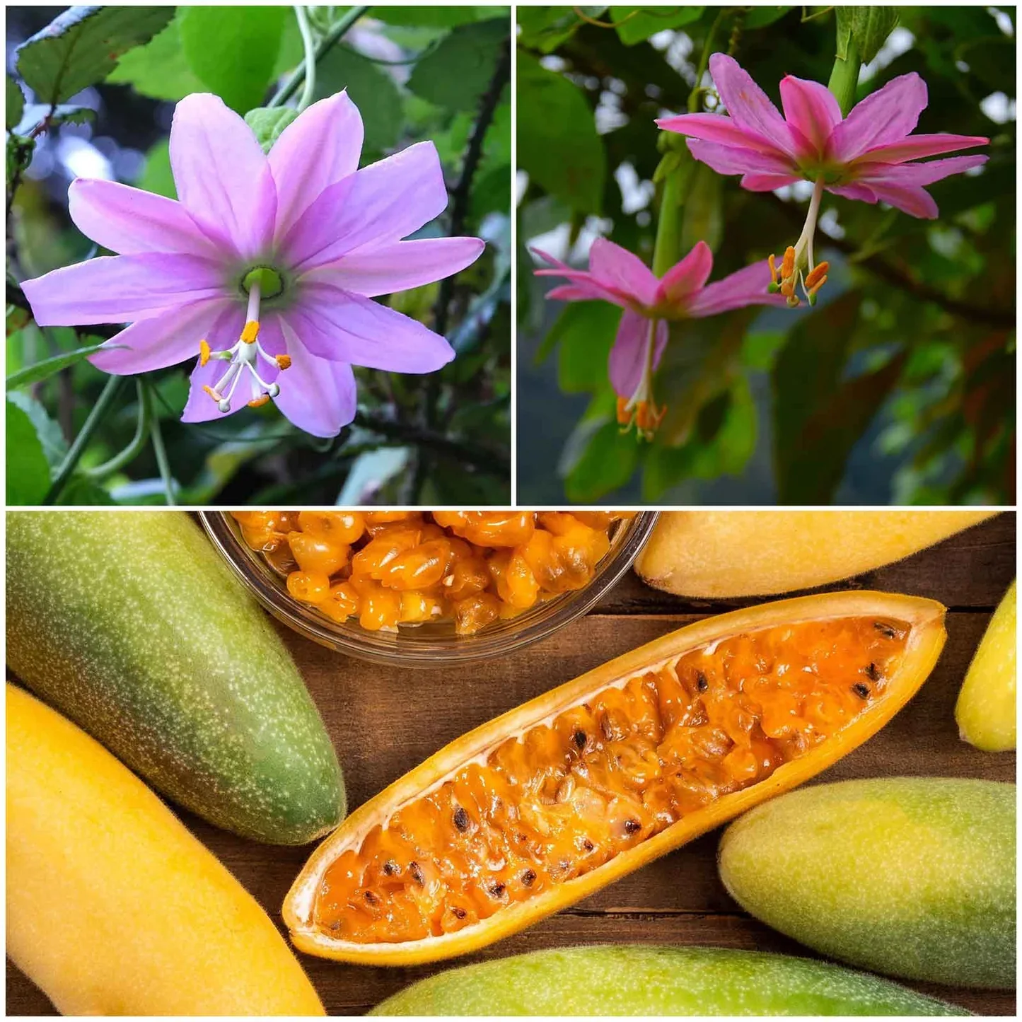 Banana Passion Fruit Seeds - Image 3
