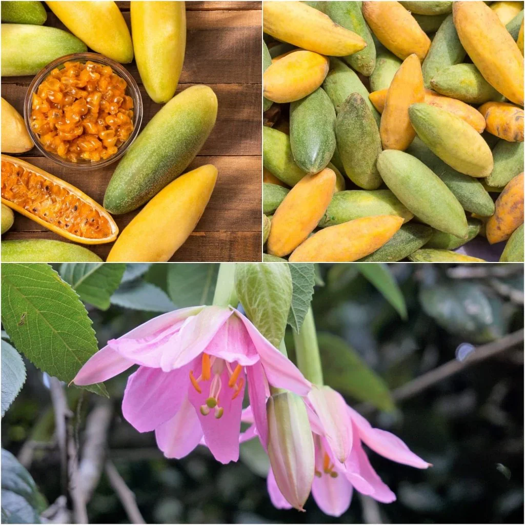 Banana Passion Fruit Seeds - Image 4