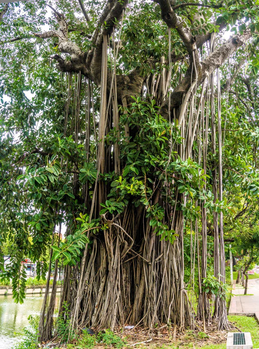 Banyan Fig Tree Houseplant Seeds - Image 5