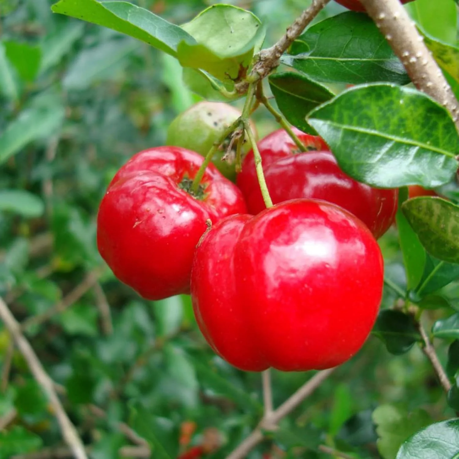 Barbados Cherry Seeds Acerola, Malpighia Emarginata Tropical Fruit Rich in Vitamin C & A for Juices Culinary 10Pcs Fruit Seeds - Image 3