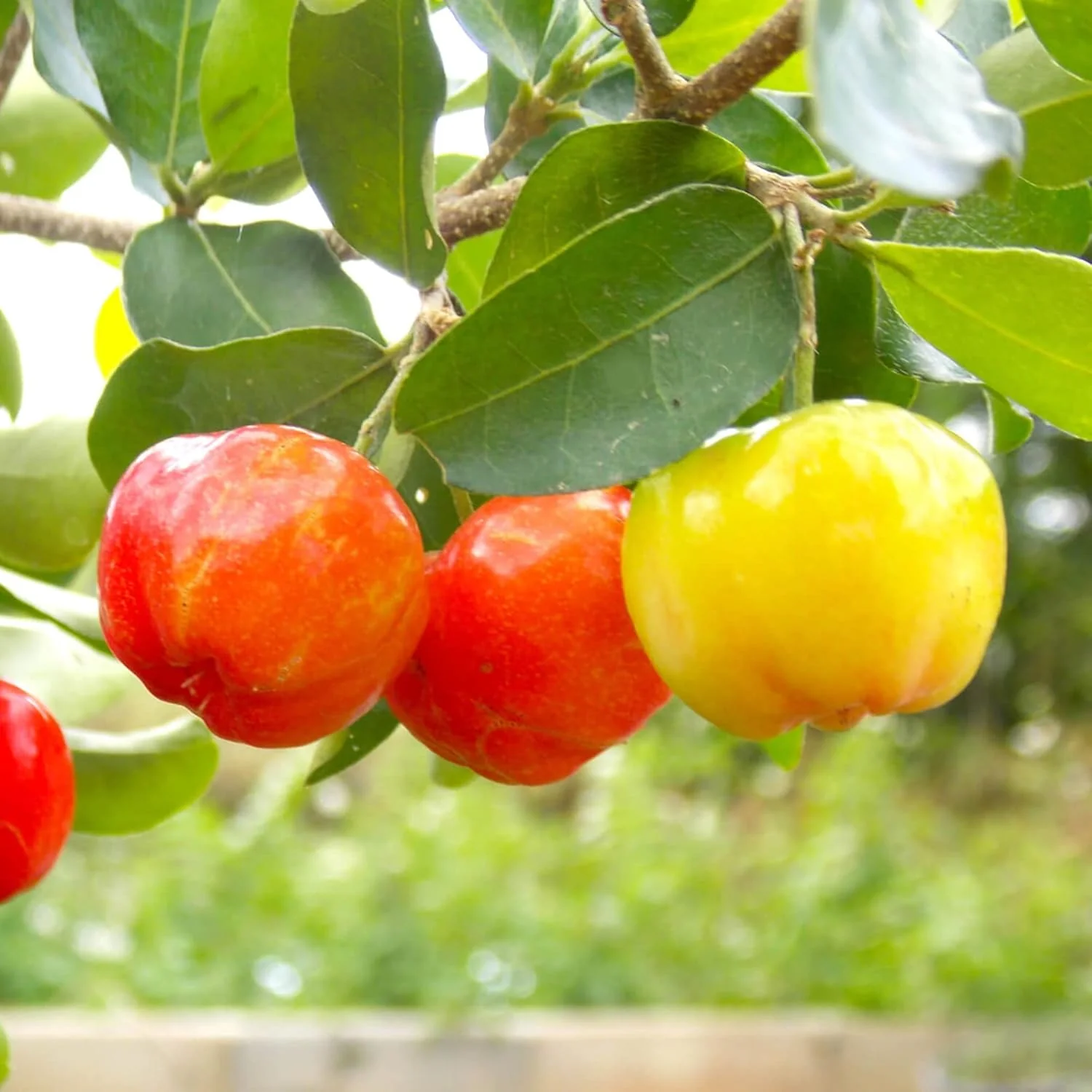 Barbados Cherry Seeds Acerola, Malpighia Emarginata Tropical Fruit Rich in Vitamin C & A for Juices Culinary 10Pcs Fruit Seeds - Image 4