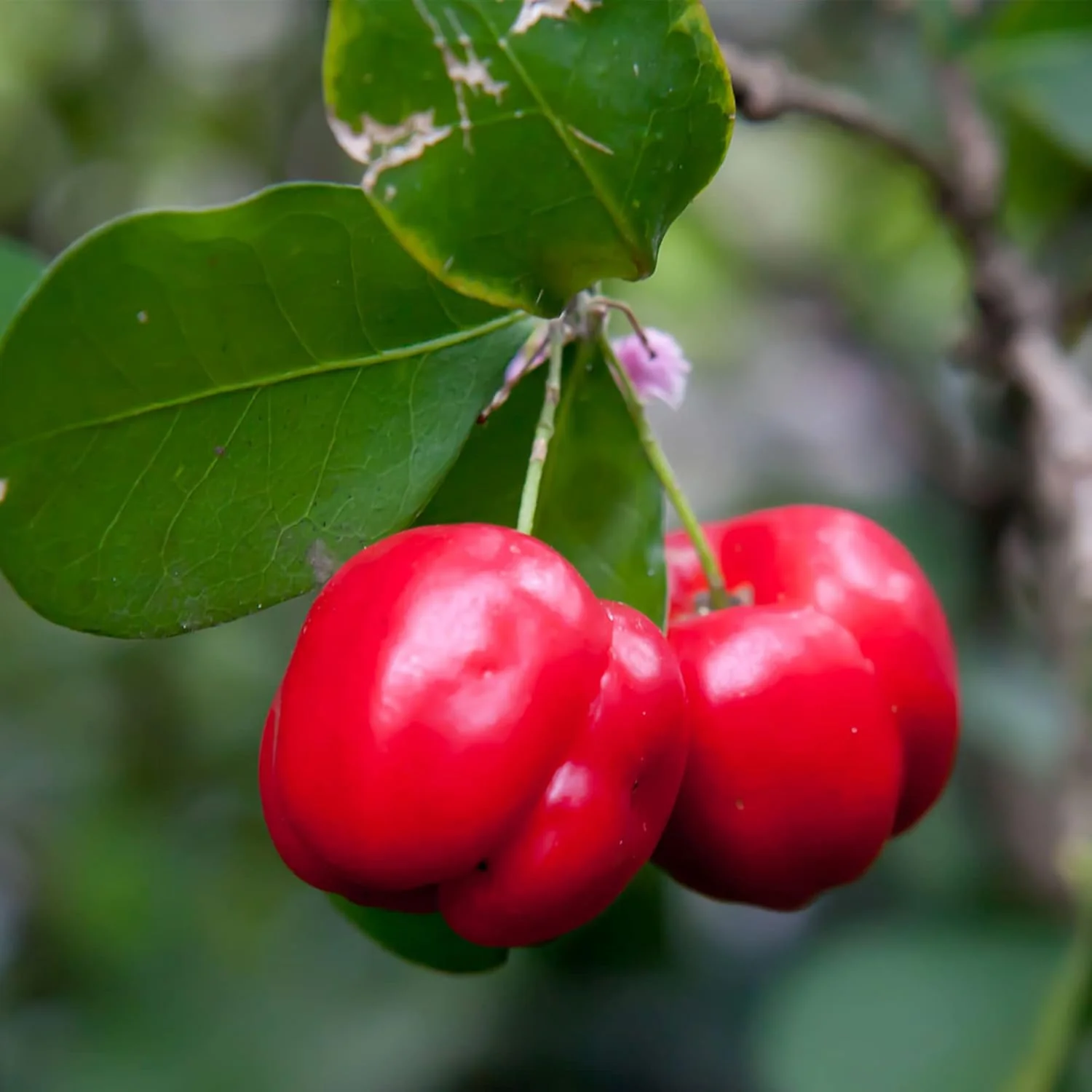Barbados Cherry Seeds Acerola, Malpighia Emarginata Tropical Fruit Rich in Vitamin C & A for Juices Culinary 10Pcs Fruit Seeds - Image 5