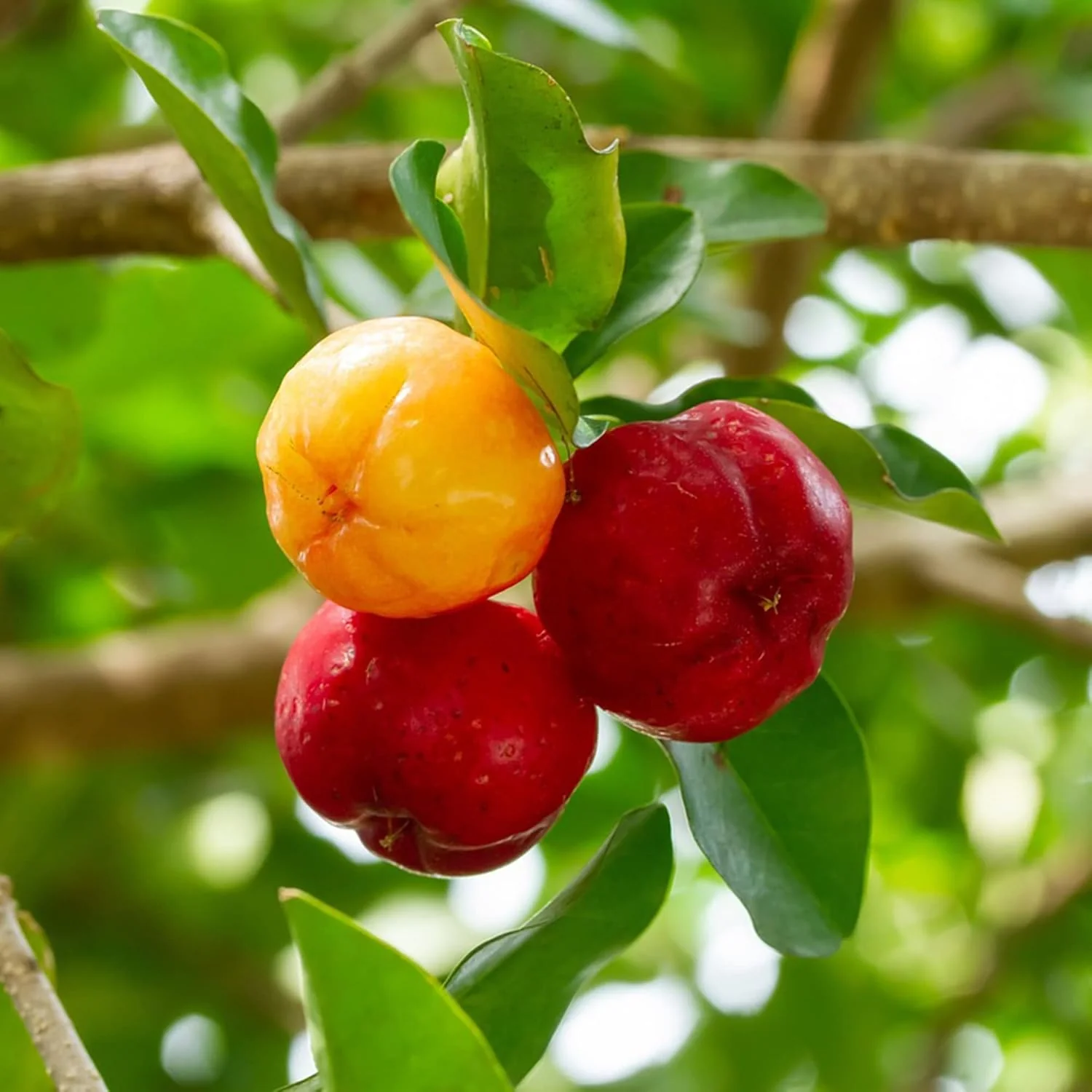 Barbados Cherry Seeds Acerola, Malpighia Emarginata Tropical Fruit Rich in Vitamin C & A for Juices Culinary 10Pcs Fruit Seeds - Image 6