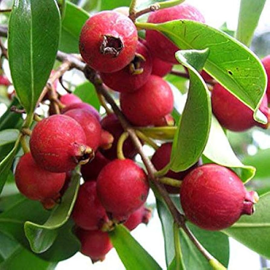 Barbados (Strawberry Guava) Seeds – Sweet & Fragrant Tropical Fruit for Planting - Image 6