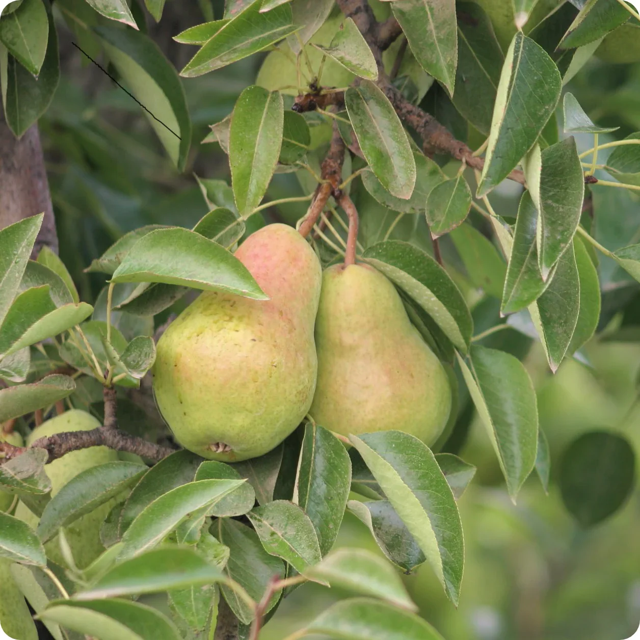 Bartlett Pear Tree (Pyrus communis) – Seeds