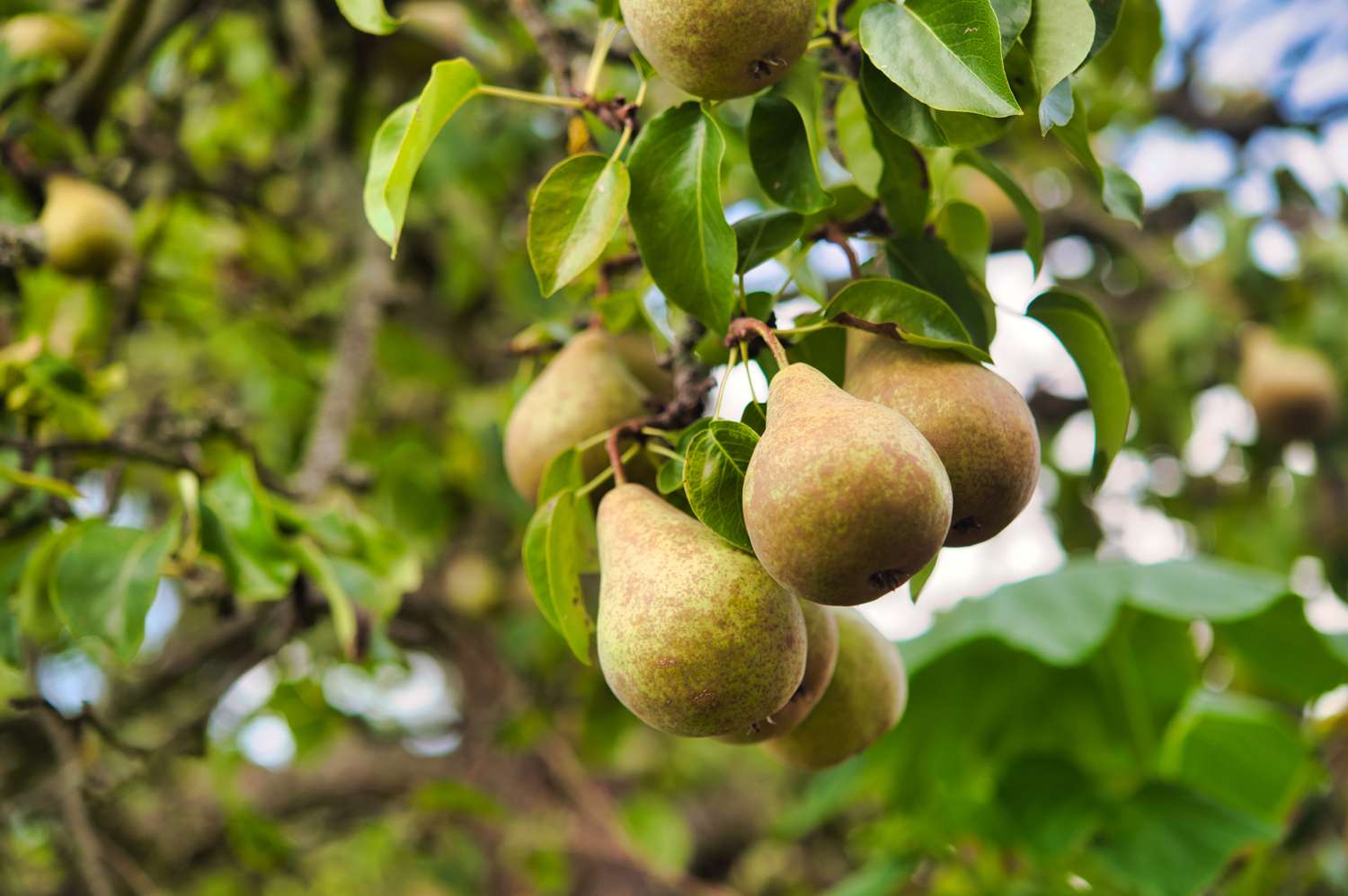 Bartlett Pear Tree (Pyrus communis) – Seeds - Image 3