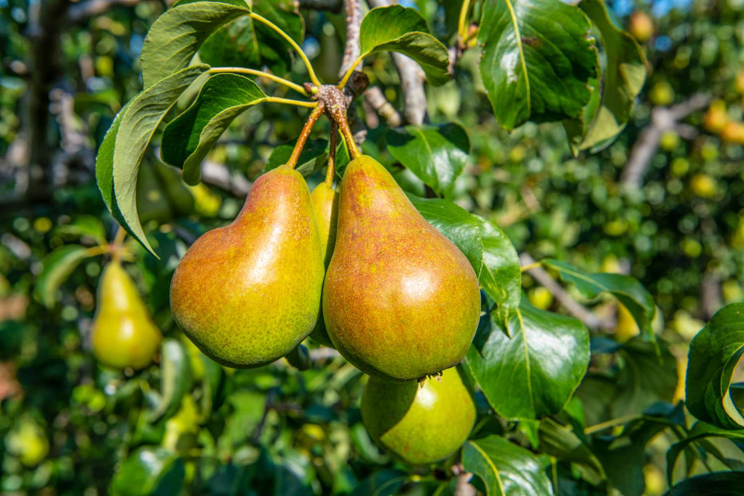 Bartlett Pear Tree (Pyrus communis) – Seeds - Image 4
