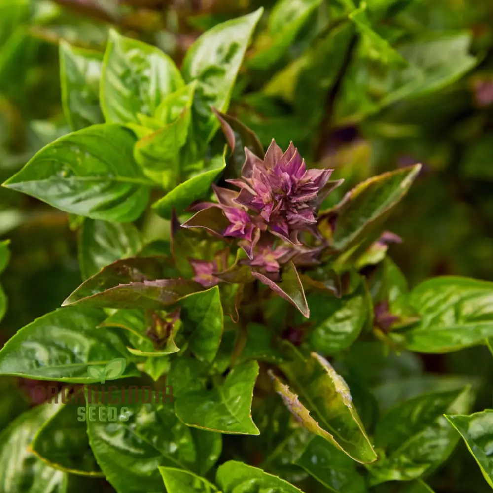Basil Batik Seeds for Planting – Premium Organic, Aromatic & Flavorful Herb Variety