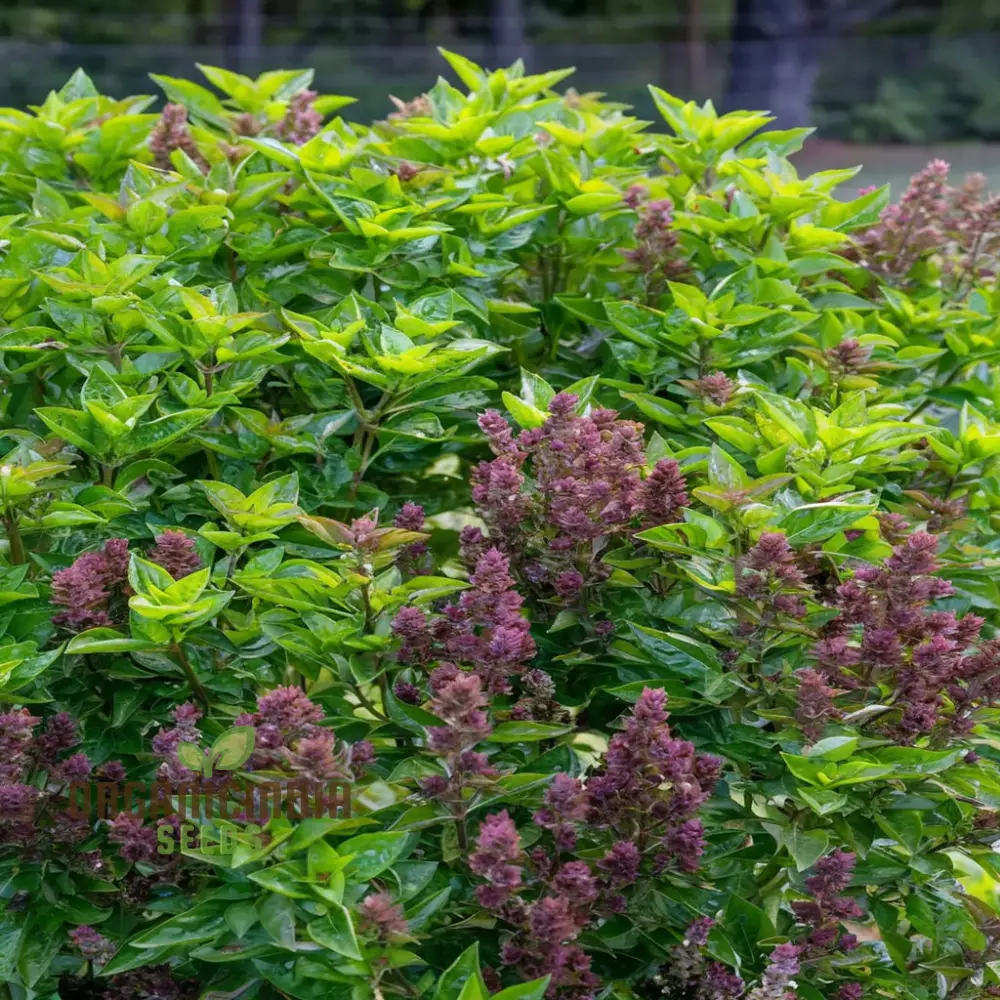 Basil Batik Seeds for Planting – Premium Organic, Aromatic & Flavorful Herb Variety - Image 3