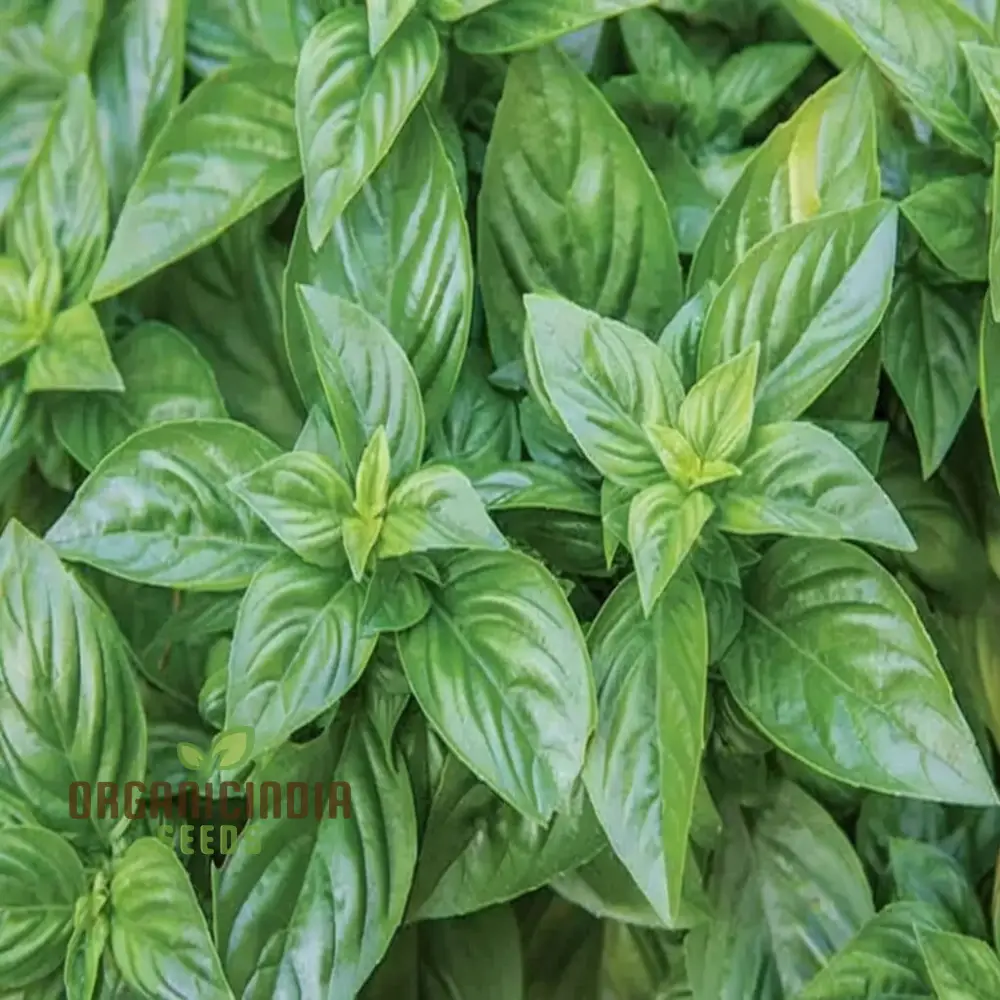 Basil Batik Seeds for Planting – Premium Organic, Aromatic & Flavorful Herb Variety - Image 4