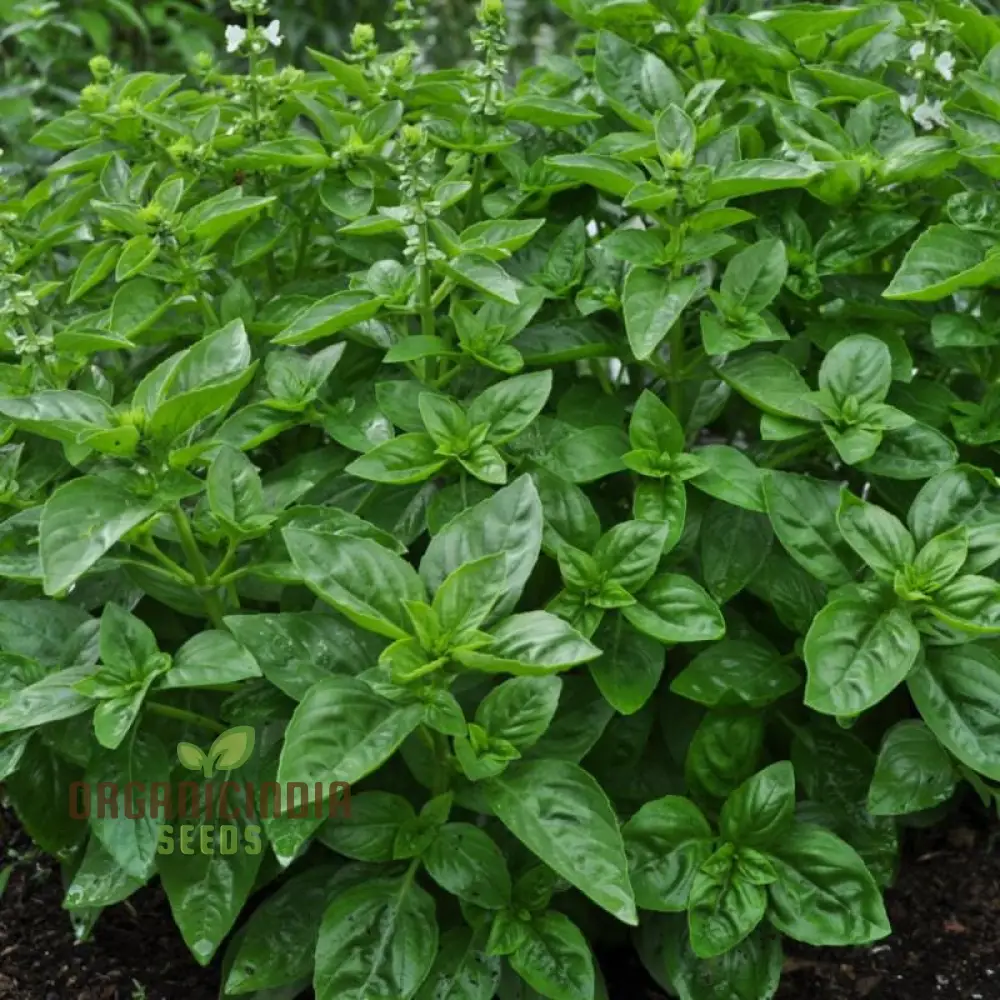 Basil Dolce Fresca Seeds – Premium Sweet Italian Basil for Home & Kitchen Gardens
