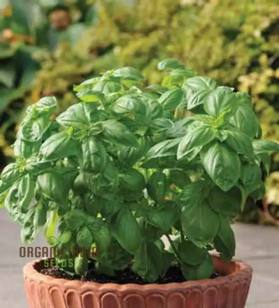 Basil Dolce Fresca Seeds – Premium Sweet Italian Basil for Home & Kitchen Gardens - Image 3