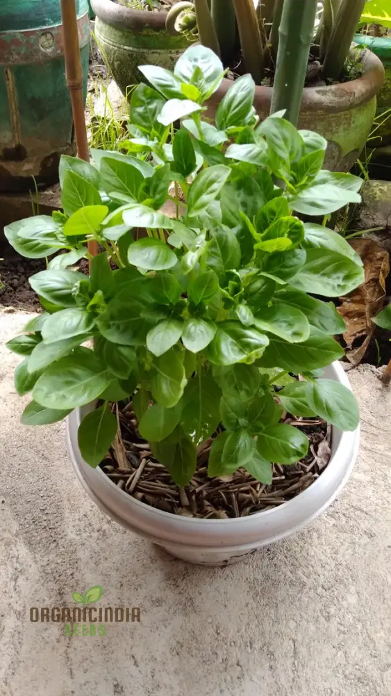 Basil Dolce Fresca Seeds – Premium Sweet Italian Basil for Home & Kitchen Gardens - Image 4