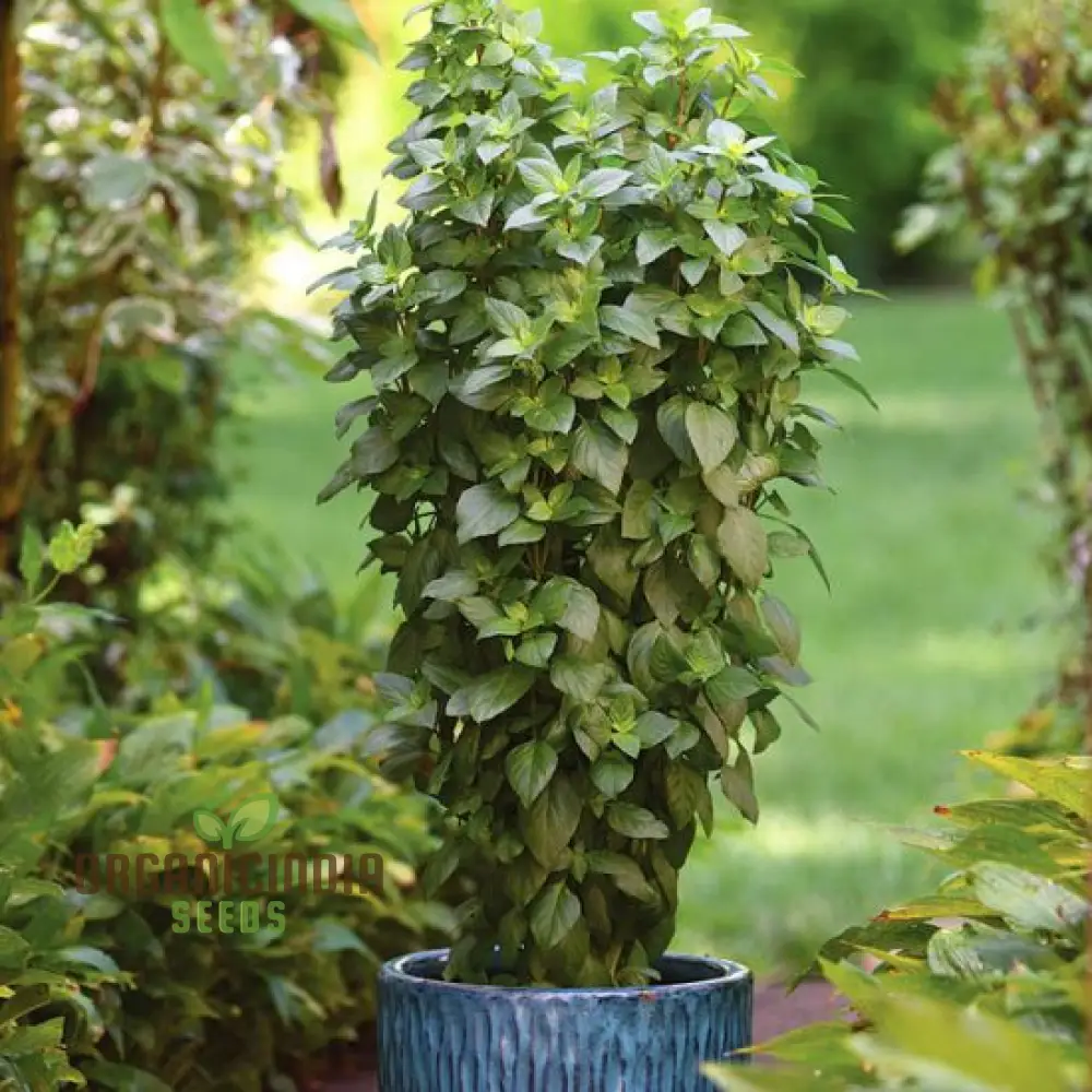 Basil Everleaf Emerald Towers Seeds for Planting, Premium, Long-Lasting Basil Variety Seeds, Perfect for Indoor & Outdoor Gardens