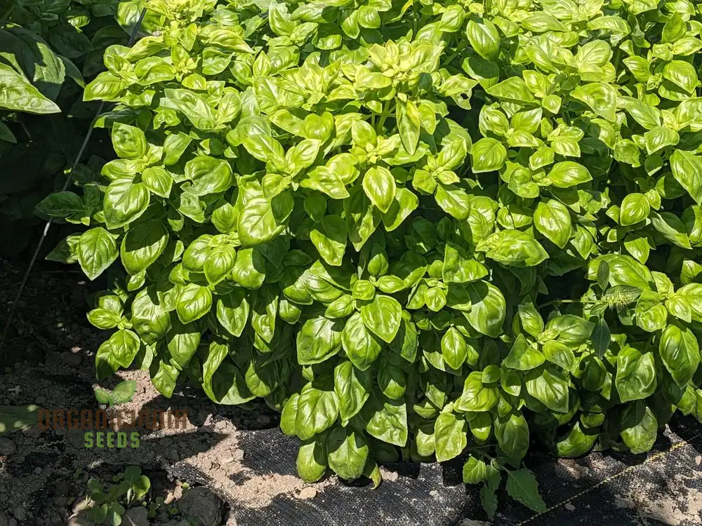 Basil Everleaf Emerald Towers Seeds for Planting, Premium, Long-Lasting Basil Variety Seeds, Perfect for Indoor & Outdoor Gardens - Image 3