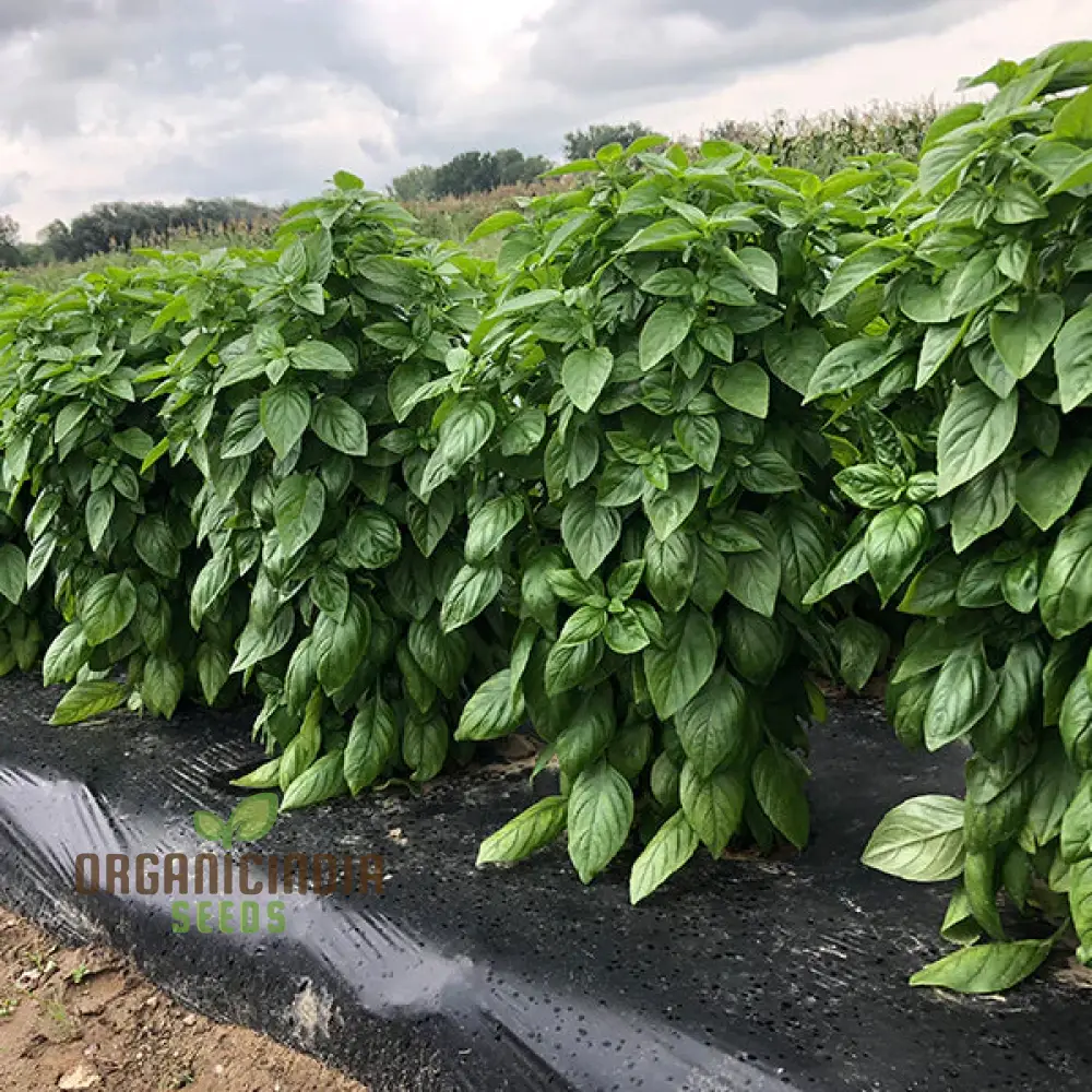 Basil Everleaf Emerald Towers Seeds for Planting, Premium, Long-Lasting Basil Variety Seeds, Perfect for Indoor & Outdoor Gardens - Image 4