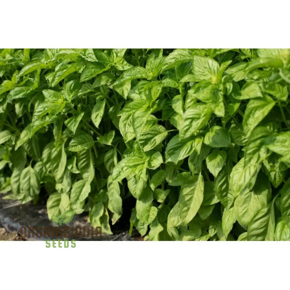 Basil Newton Herb Seeds – Fresh, Fragrant, Easy-to-Grow Basil for Home & Garden