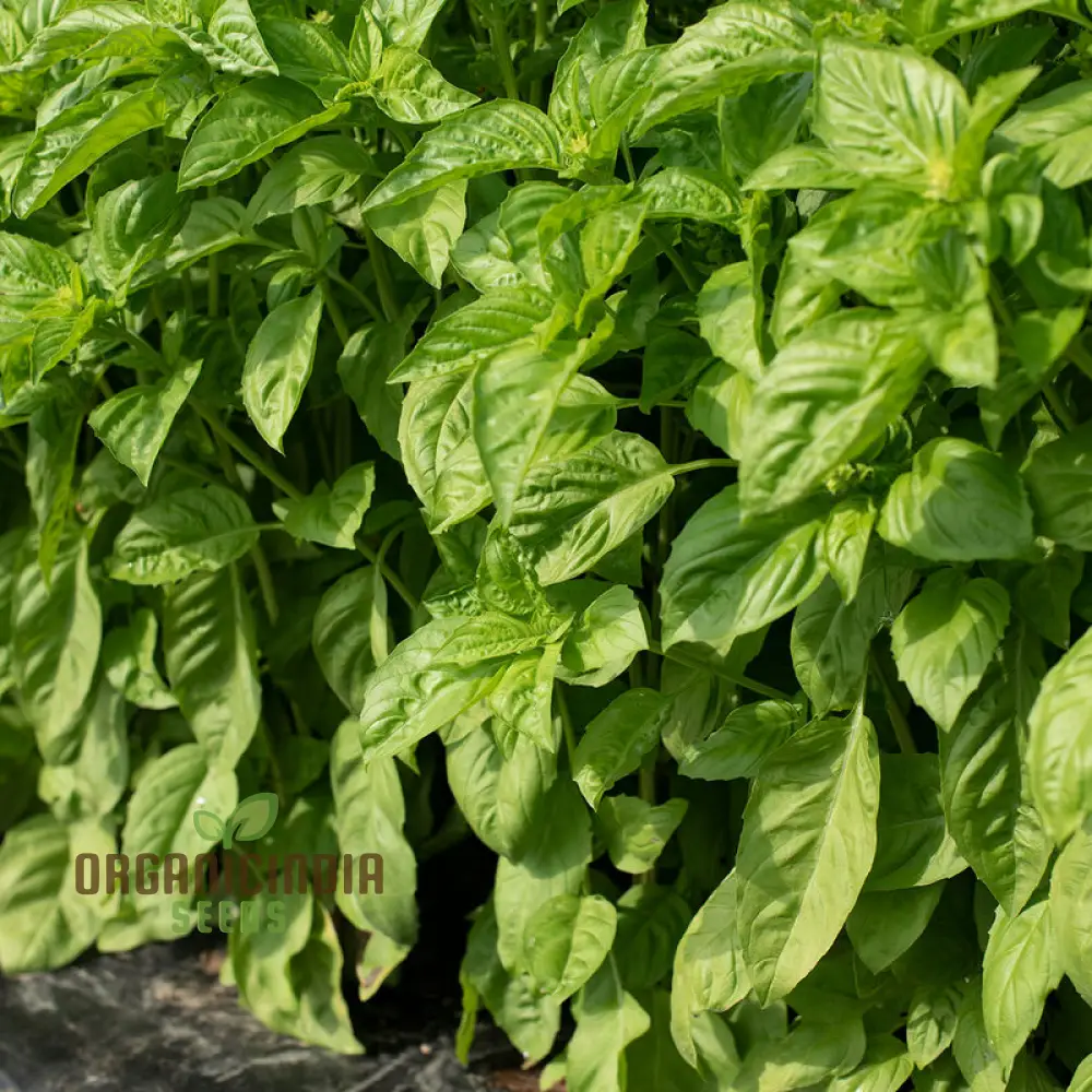 Basil Newton Herb Seeds – Fresh, Fragrant, Easy-to-Grow Basil for Home & Garden - Image 3