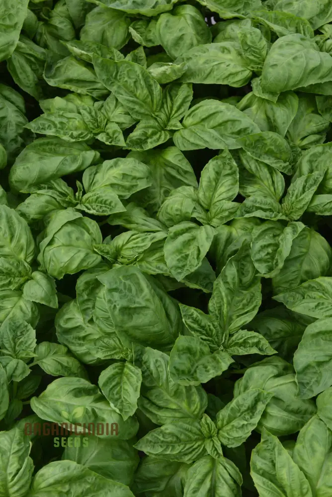 Basil Newton Herb Seeds – Fresh, Fragrant, Easy-to-Grow Basil for Home & Garden - Image 4