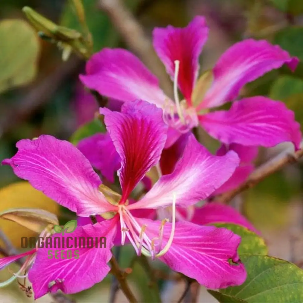 Bauhinia Seeds (Bauhinia Purpurea Seeds) - Rare Orchid Tree for Serene Garden Spaces