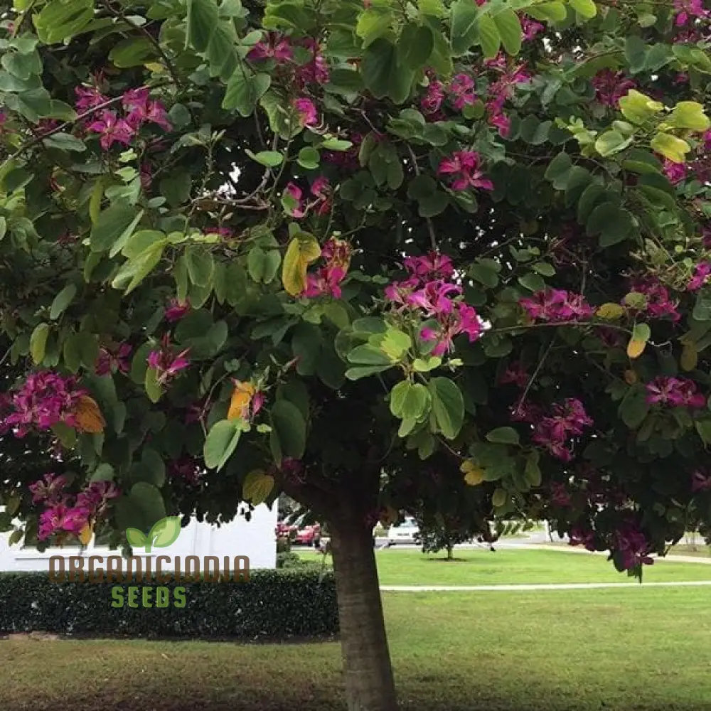 Bauhinia Seeds (Bauhinia Purpurea Seeds) - Rare Orchid Tree for Serene Garden Spaces - Image 3