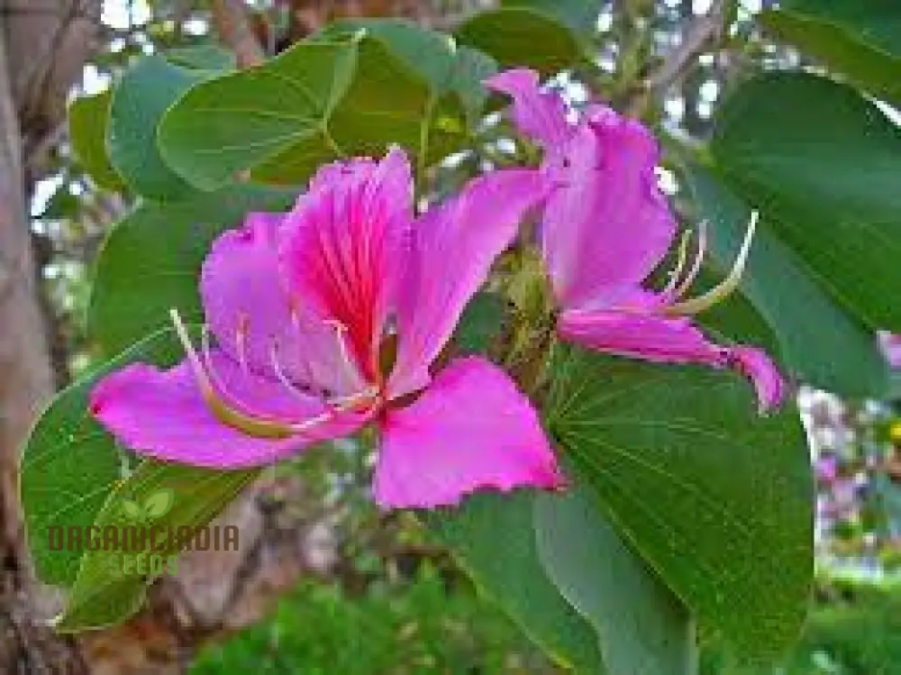 Bauhinia Seeds (Bauhinia Purpurea Seeds) - Rare Orchid Tree for Serene Garden Spaces - Image 4