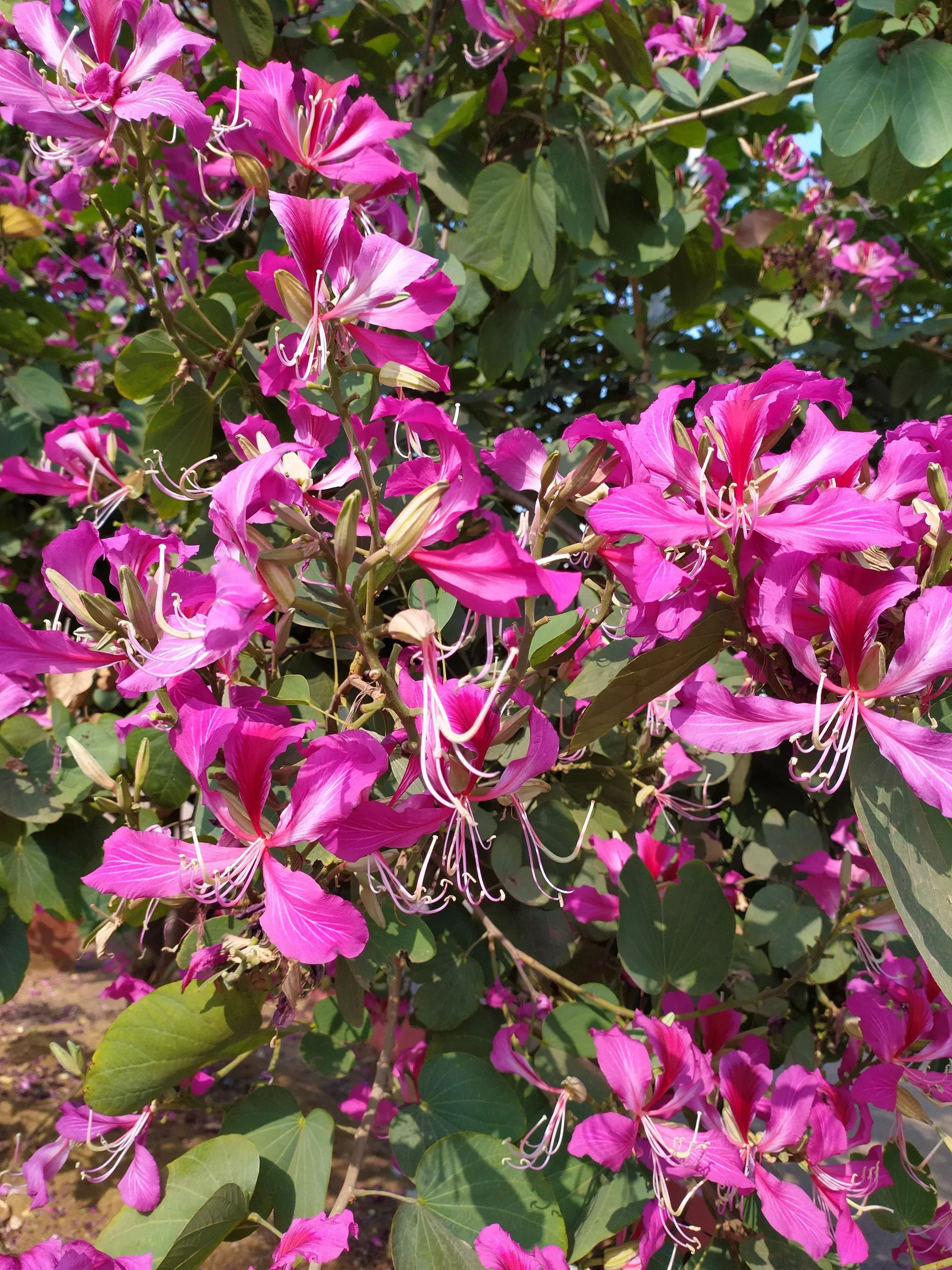 Bauhinia Seeds (Bauhinia Purpurea Seeds) - Rare Orchid Tree for Serene Garden Spaces - Image 5