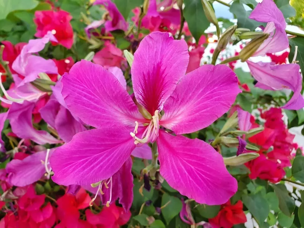 Bauhinia Seeds (Bauhinia Purpurea Seeds) - Rare Orchid Tree for Serene Garden Spaces - Image 6