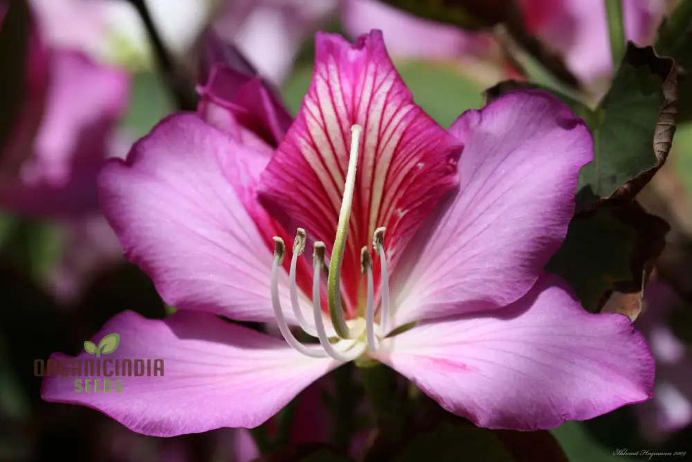 Bauhinia Variegata Seeds For Planting: Discover the Beauty of Gardening with this Spectacular Ornamental Tree - Image 3