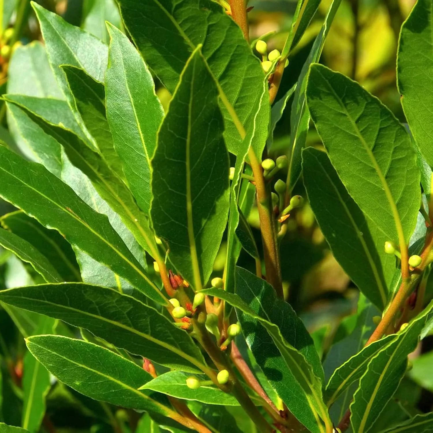Bay Laurel Seeds (Laurus Nobilis) - Fragrant Culinary Evergreen Tree or Shrub for Gardens & Landscapes - 65 Pieces - Image 4