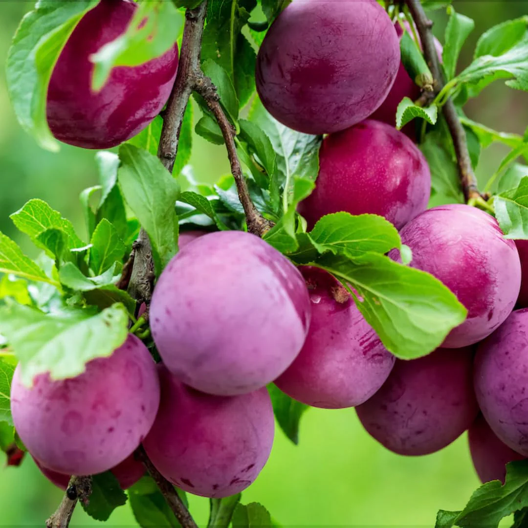 Beach Plum Fruit Seeds
