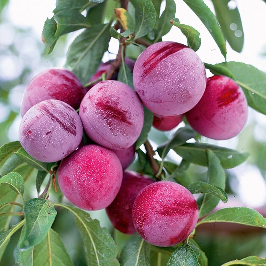 Beach Plum Fruit Seeds - Image 3