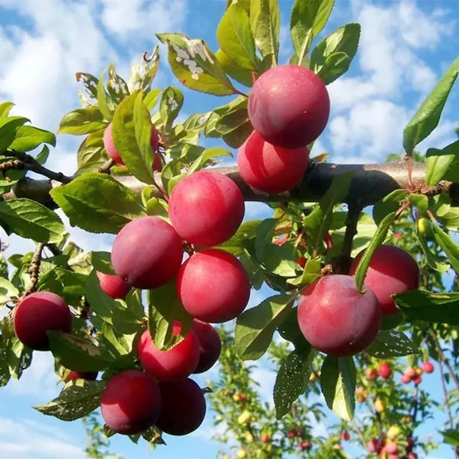 Beach Plum Fruit Seeds - Image 4