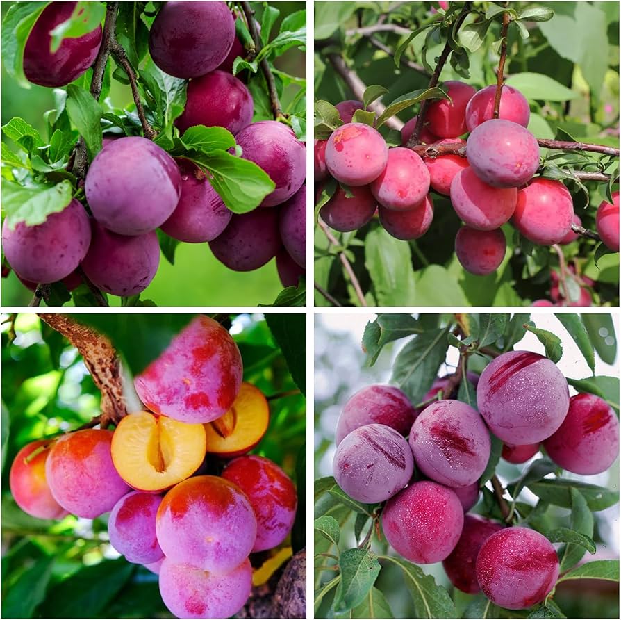Beach Plum Fruit Seeds - Image 5