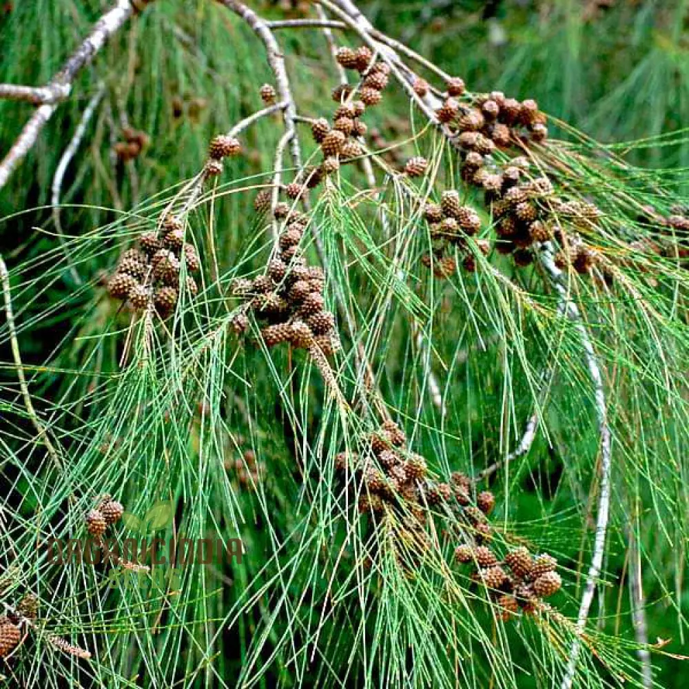 Beach She-Oak Seeds (Casuarina equisetifolia)for Planting -Premium Quality Seeds for Gardening Enthusiasts