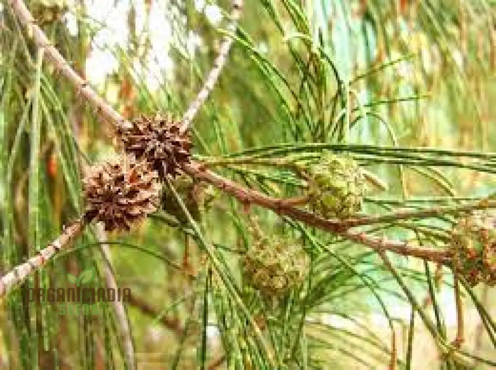 Beach She-Oak Seeds (Casuarina equisetifolia)for Planting -Premium Quality Seeds for Gardening Enthusiasts - Image 2