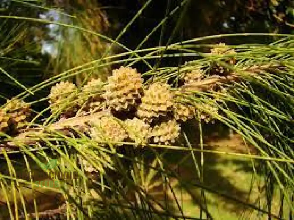 Beach She-Oak Seeds (Casuarina equisetifolia)for Planting -Premium Quality Seeds for Gardening Enthusiasts - Image 3