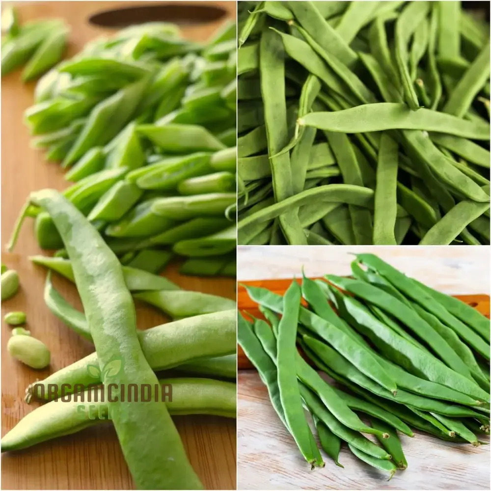 Giant Of Stuttgart or climbing Beans Seeds for Planting ,High-Quality Gardening Seeds for Climbing Beans