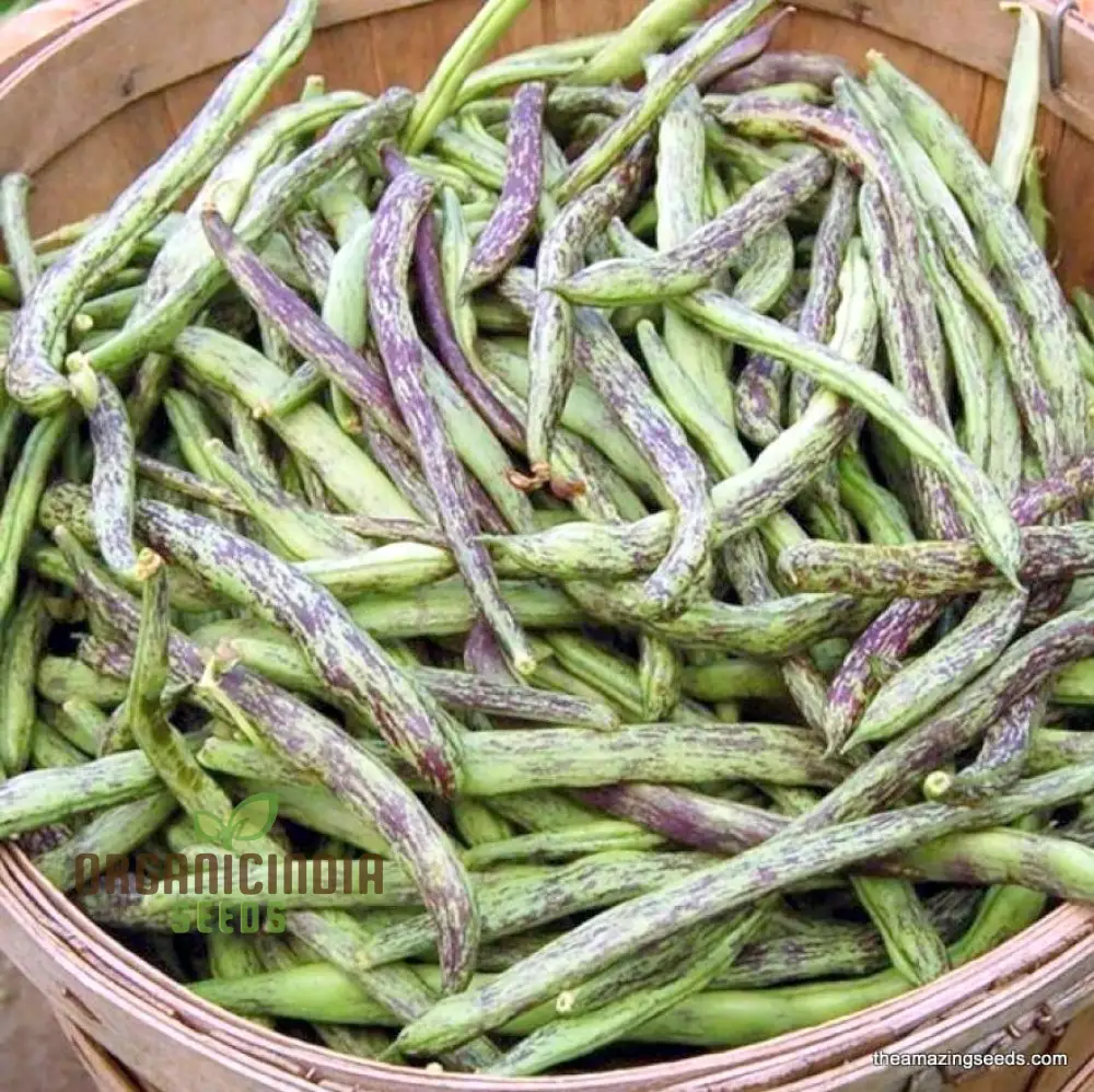 Bean Climbing - Rattlesnake Seeds for Your Gardening Adventures | Heirloom Seeds for Climbing Beans