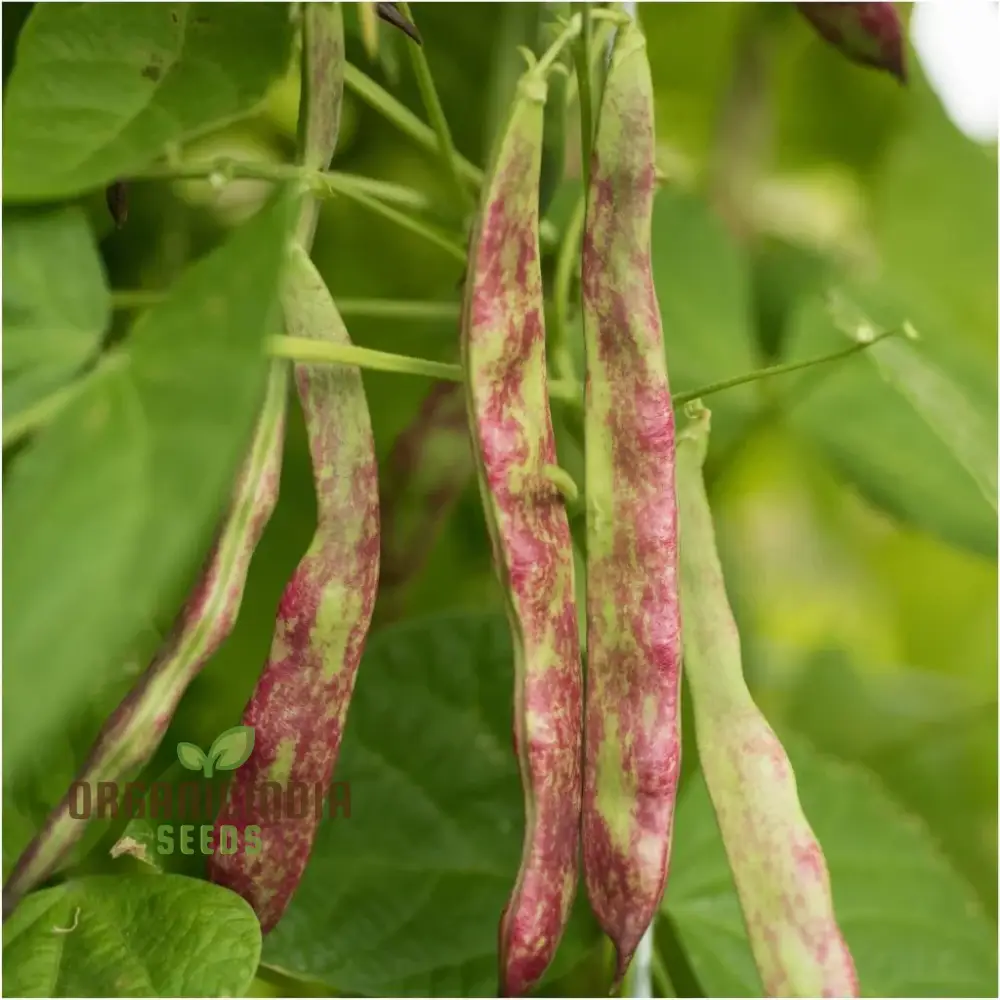 Bean Climbing - Rattlesnake Seeds for Your Gardening Adventures | Heirloom Seeds for Climbing Beans - Image 3