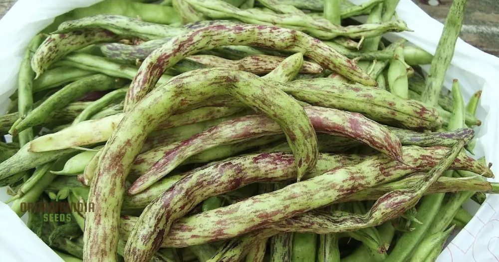 Bean Climbing - Rattlesnake Seeds for Your Gardening Adventures | Heirloom Seeds for Climbing Beans - Image 4